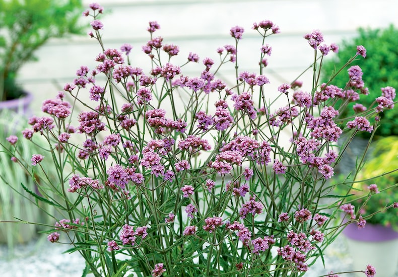Purple verbena flowers