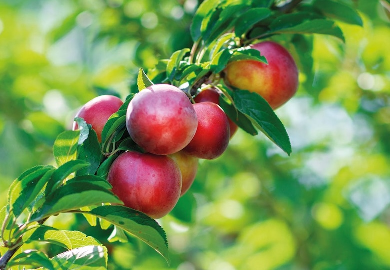 Nectarine 'Madame Blanchette