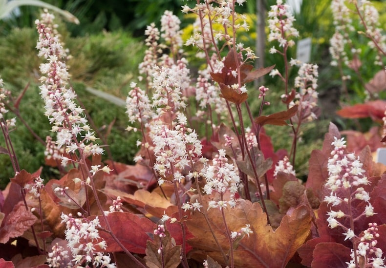 bronze coloured heuchera leaves and white flowers