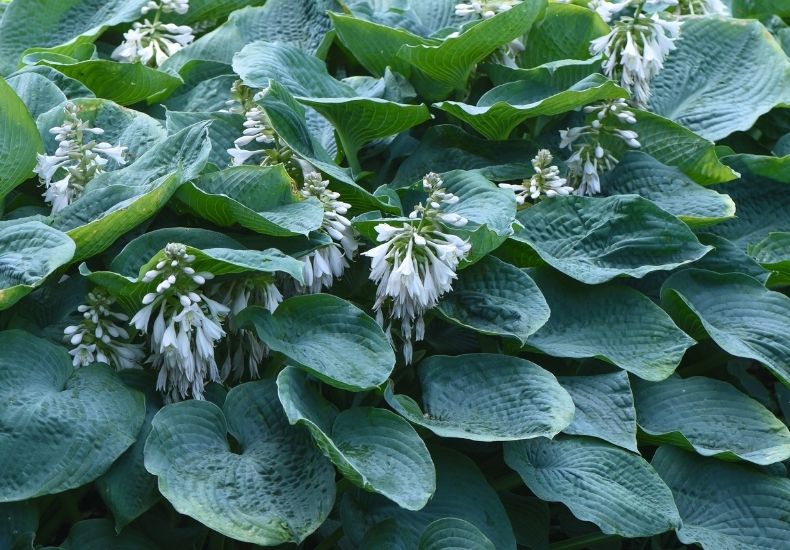 closeup of hosta elegans flowers