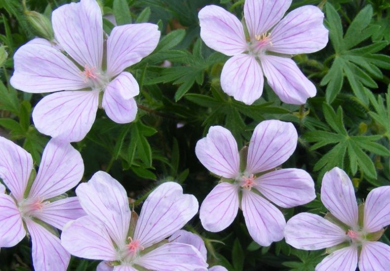 Closeup of pale pink geranium (cranesbill) flowers