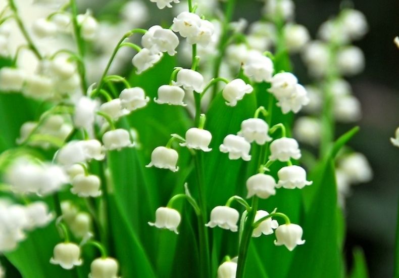 closeup of white lily of the valley flowers