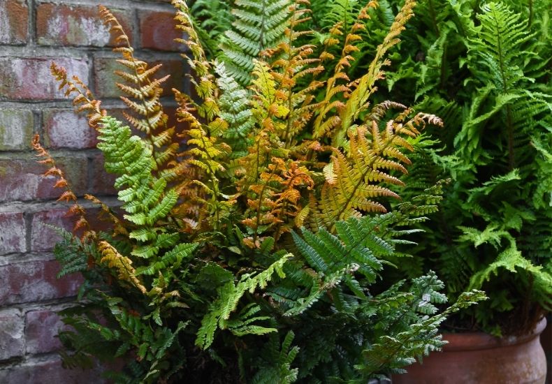 closeup of Dryopteris 'Jurassic Gold'
