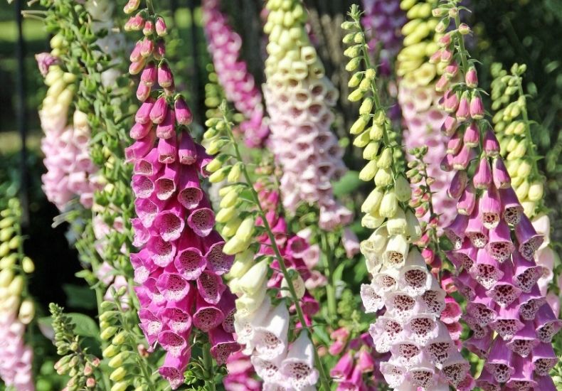 collection of pink and white foxglove flowers