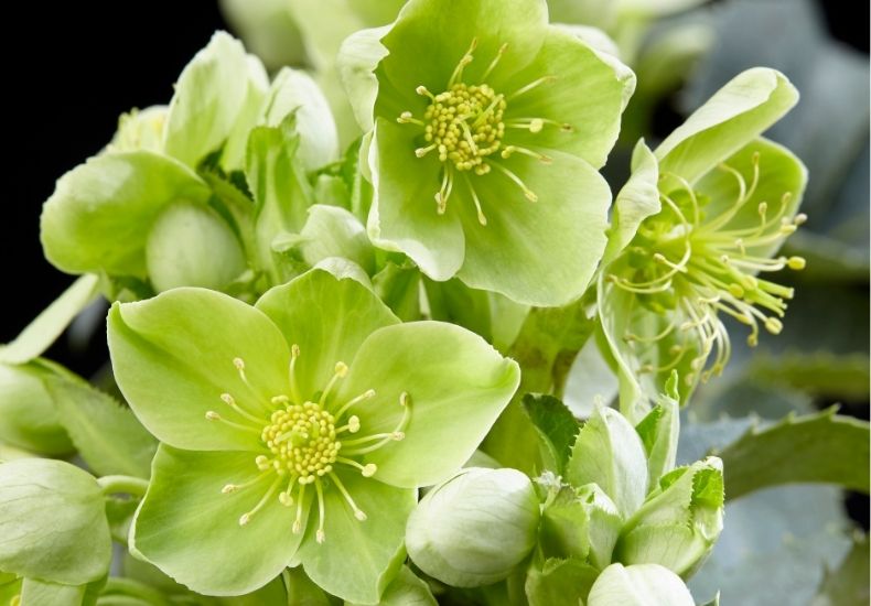 green hellebore flowers