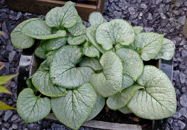 Green and silver brunnera foliage