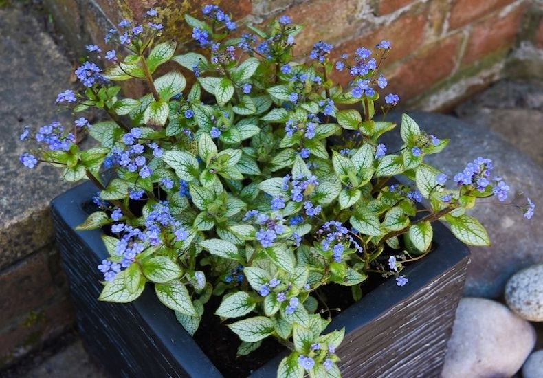 brunnera-with-purple-flowers