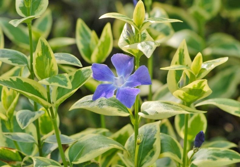 single purple vinca flower amongst green foliage