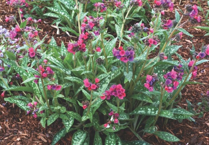 tricolour pulmonaria flowers