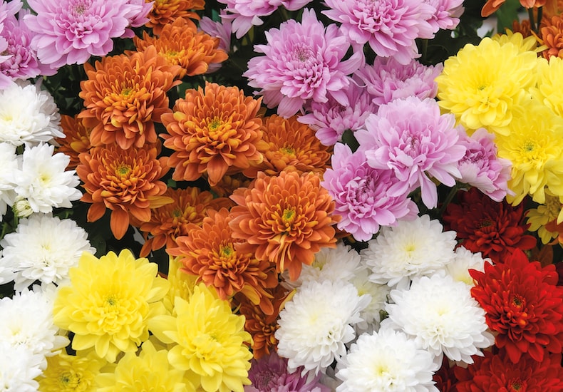 Colourful chrysanthemum flowers