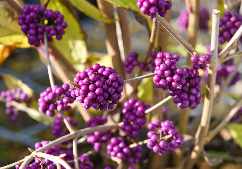Purple berries on tree