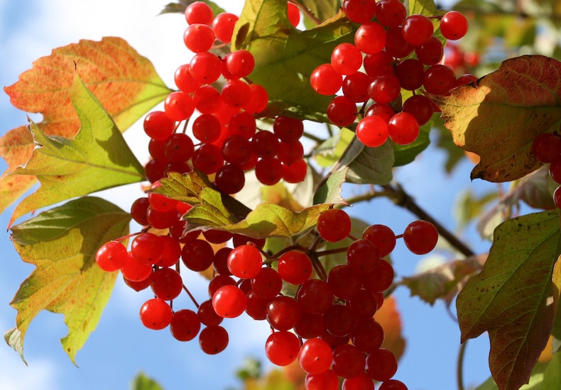 Red berries of viburnum opulus with green foliage