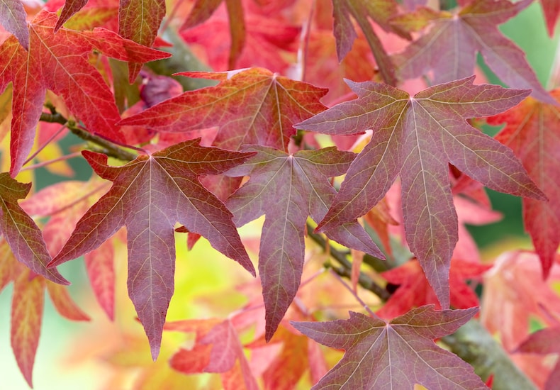 Red leaves of Sweet Gum tree