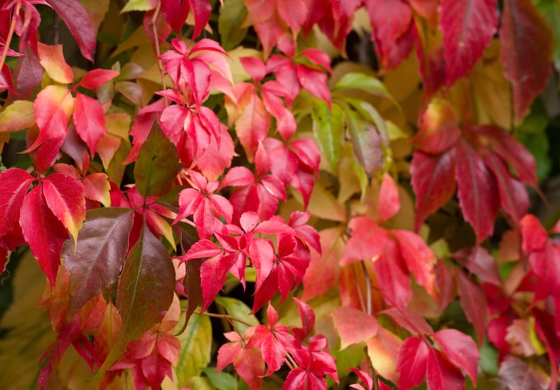 Red leaves of Virginia creeper
