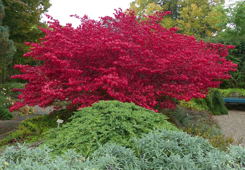 Tree with bright red foliage