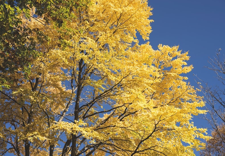 Yellow leave tree against blue skies
