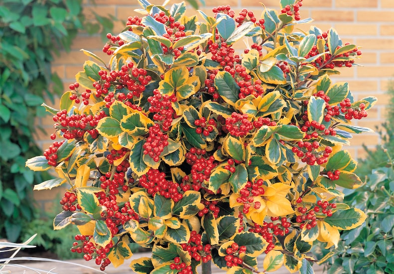 Circular holly bush with red berries