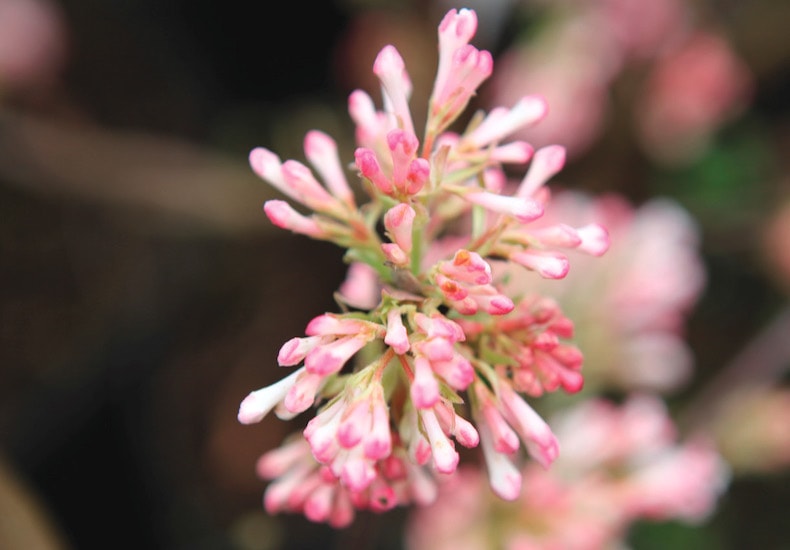 Closeup of pink Viburnum flower