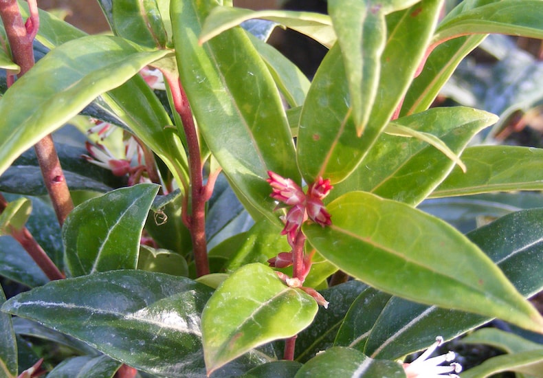 Closeup of Sarcococca foliage