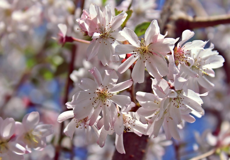 Pink and white winter cherry flowers
