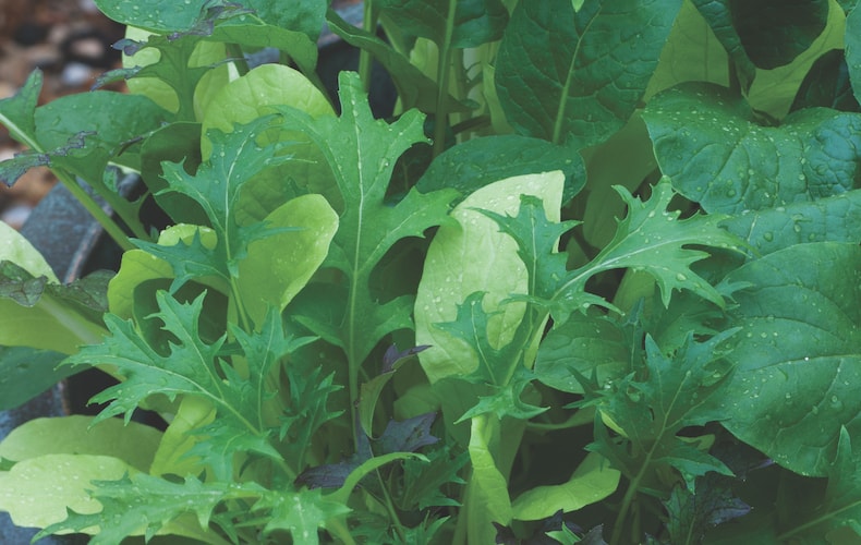closeup of homegrown salad leaves