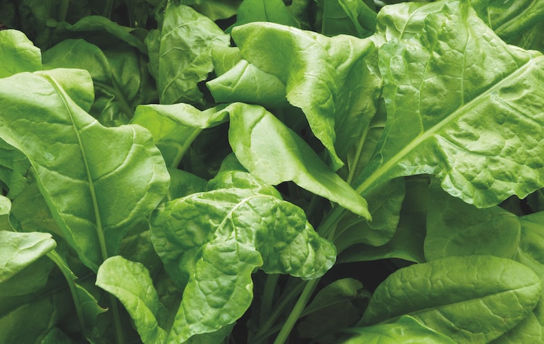 Closeup of perpetual spinach