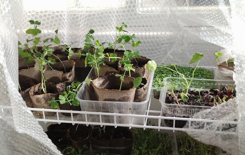 Growing plants in greenhouse surrounded by bubblewrap