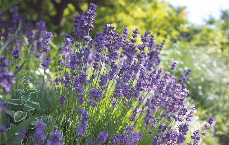 Lavender 'Hidcote' growing in groups