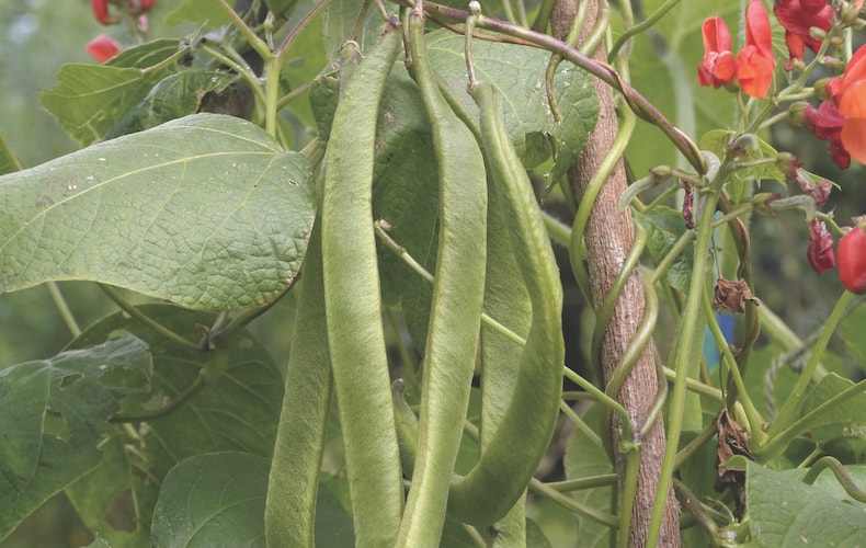 Runner beans growing up support system