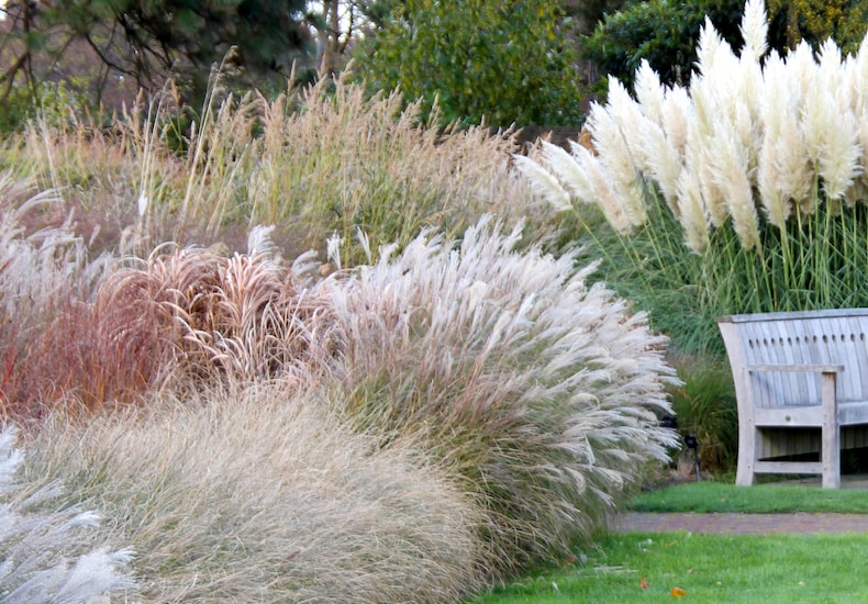 Different styles of ornamental grasses