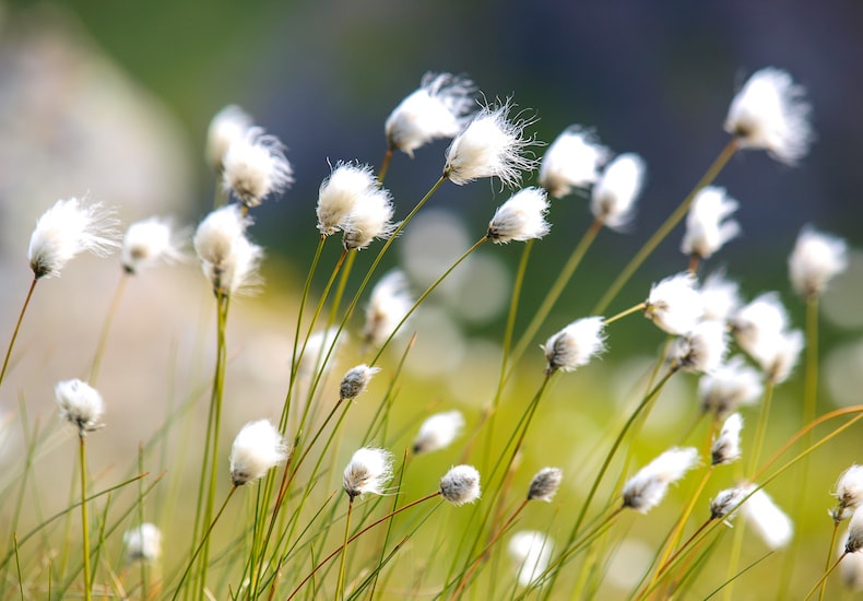 Fluffy tops of cotton grass
