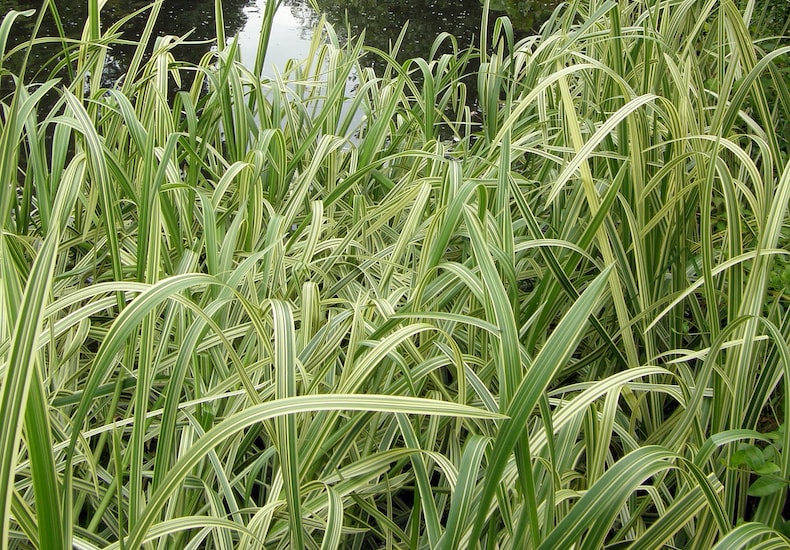 Group of green striped grass near pond
