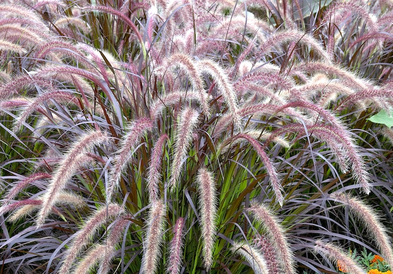 Red feathery grass