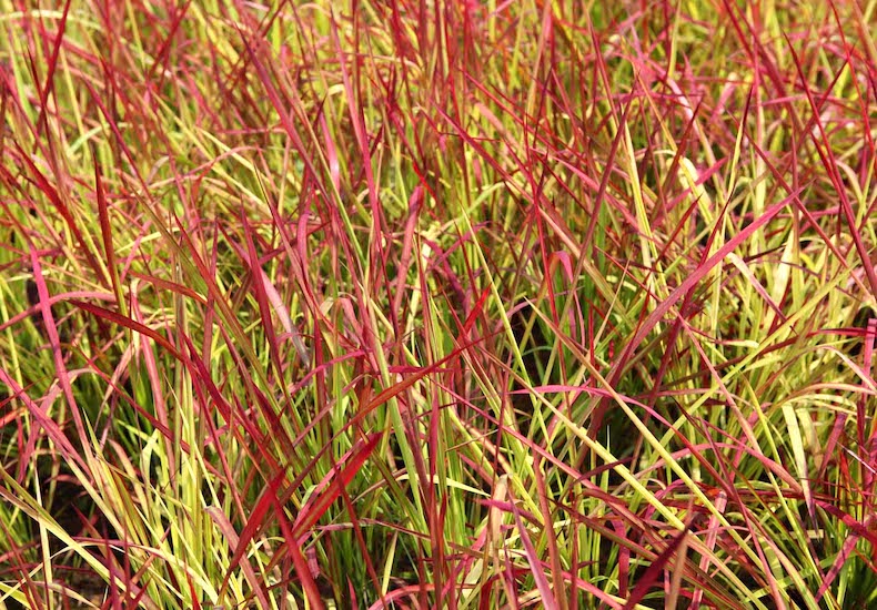 Red green grass spears