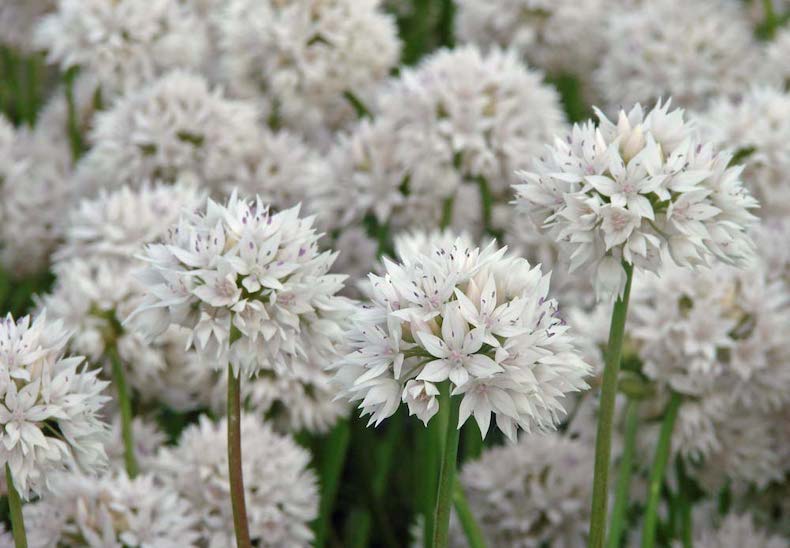 Allium 'Graceful Beauty' from Thompson & Morgan