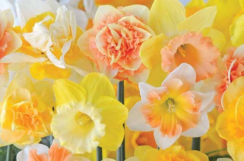 Narcissus 'Citrus Sorbet' from Thompson & Morgan