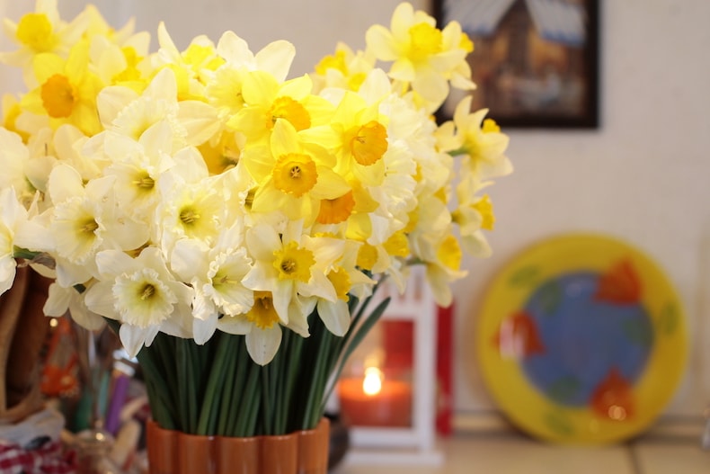 Yellow Narcissus 'Cupped' variety from Thompson & Morgan