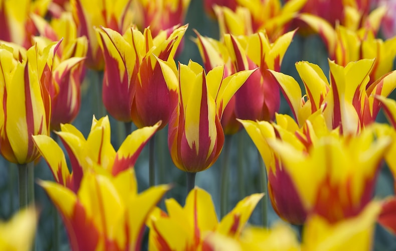 Yellow and red tulips from Thompson & Morgan