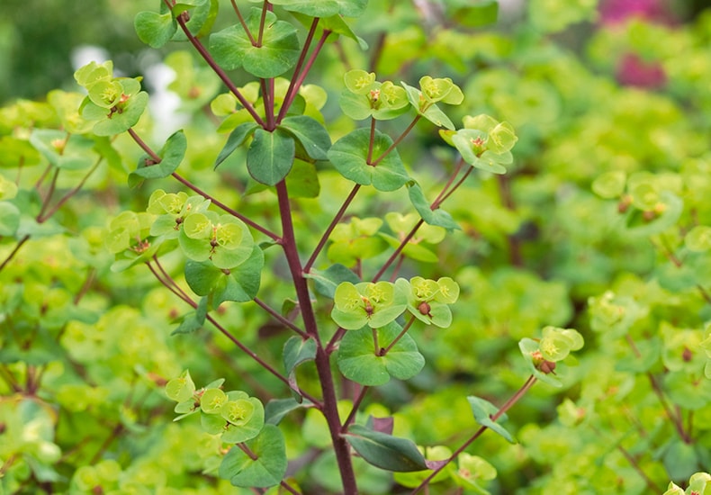 Closeup of stems of Euphorbia 'Walbertons Ruby Glow'