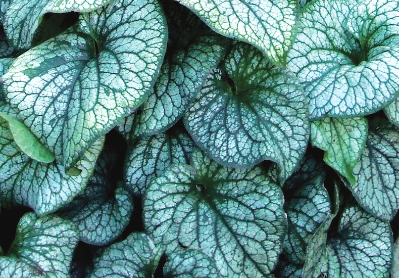 Silvery green leaves of brunnera