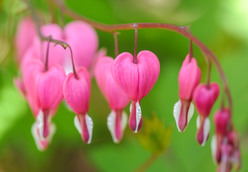 Heart-shaped white and pink flowers