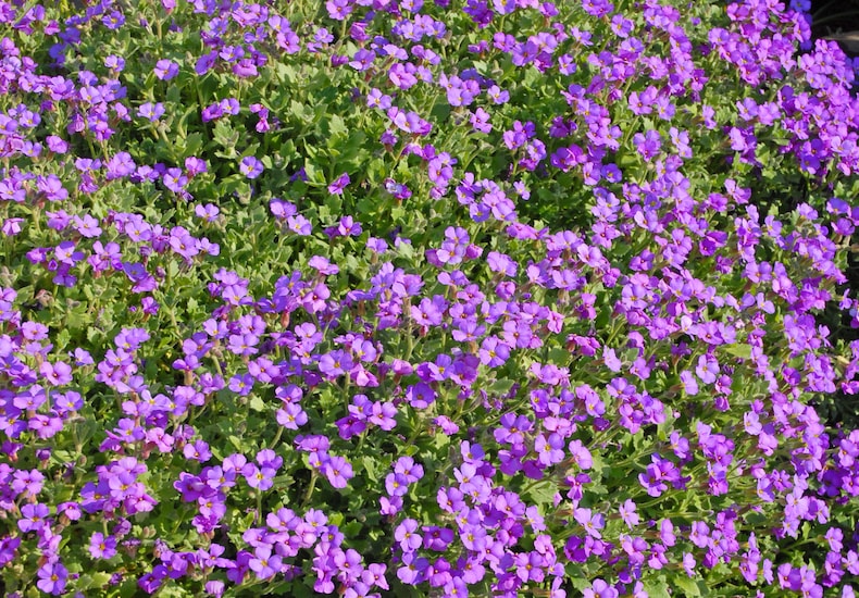 Mass of purple flowers