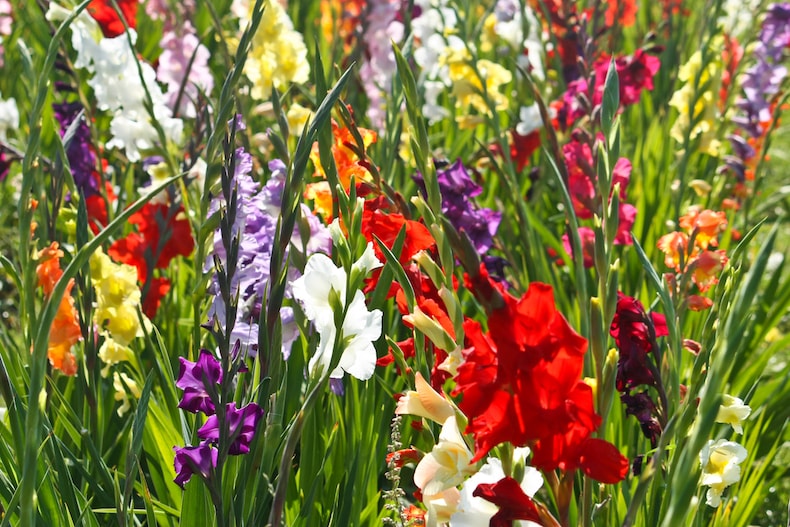 Multicoloured gladioli flowers