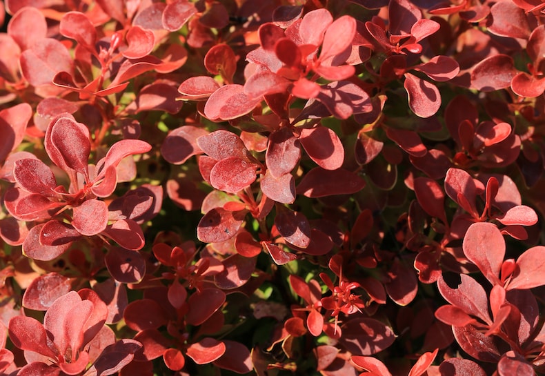 red berberis leaves