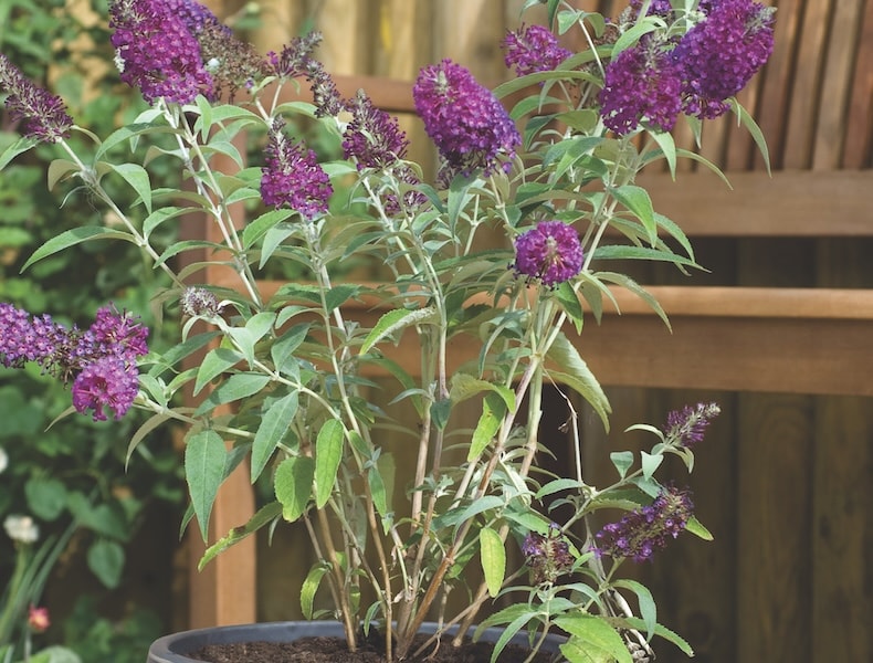 Closeup of purple buddleja flower in pot