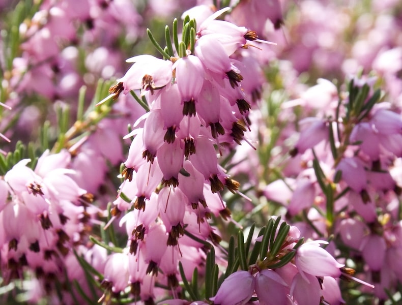 Closeup of pink heather flowers