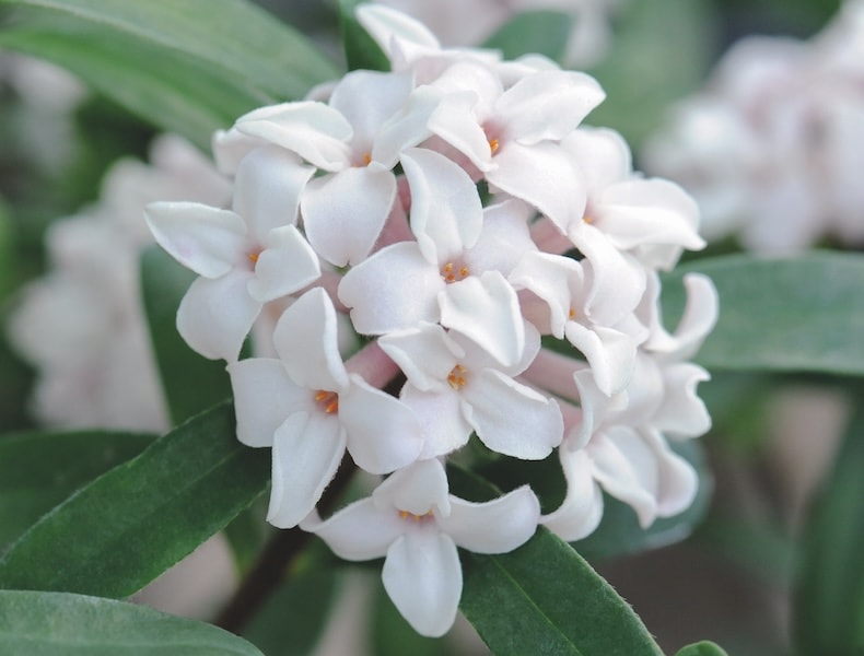 Closeup of white daphne flower