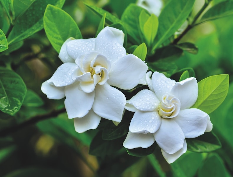 Two white gardenia flowers