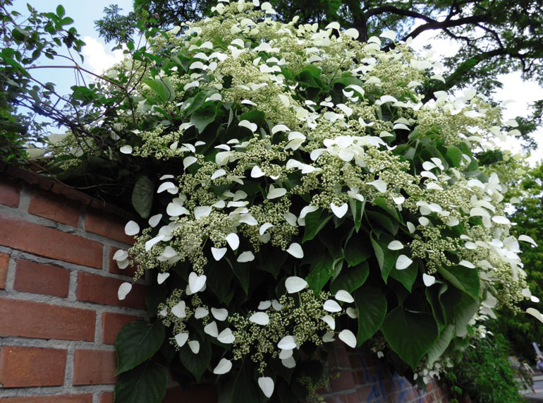 Thompson & Morgan Climbing Hydrangea Petiolaris White Flowers with Heart Shaped Leaves Shade Loving Plant 1 x 2 Litre Pot Patios and Containers Ideal for Cottage Gardens