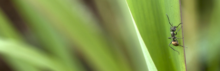 closeup of an ant on some grass